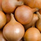 New Arrival 1/4 Lb Yellow Sweet Spanish Onion Seeds New Arrival 1/4 Lb Yellow Sweet Spanish Onion Seeds