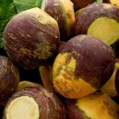 Premium 1/4 Lb American Purple Top Rutabaga Seeds Premium 1/4 Lb American Purple Top Rutabaga Seeds