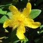 New Arrival 2000 Great St John's Wort Wildflower Seeds