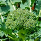 Limited Edition 1/4 Lb Green Sprouting Calabrese Broccoli Seeds Limited Edition 1/4 Lb Green Sprouting Calabrese Broccoli Seeds