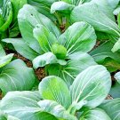 Exclusive 1/4 Lb Canton Pak Choi Chinese Cabbage Seeds Exclusive 1/4 Lb Canton Pak Choi Chinese Cabbage Seeds