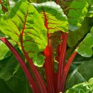 Limited Edition 1/4 Lb Ruby Red Swiss Chard Seeds Limited Edition 1/4 Lb Ruby Red Swiss Chard Seeds
