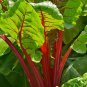 Limited Edition 1/4 Lb Ruby Red Swiss Chard Seeds