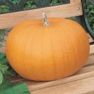 Limited Edition 1/4 Lb Connecticut Field Pumpkin Pumpkin Seeds Limited Edition 1/4 Lb Connecticut Field Pumpkin Pumpkin Seeds