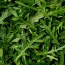New Arrival 1/4 Lb Arugula Herb Seeds New Arrival 1/4 Lb Arugula Herb Seeds