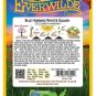 New Arrival 20 Blue Hubbard Winter Squash Seeds