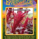 Exclusive 1 Oz Red Garnet Amaranth Herb Seeds Exclusive 1 Oz Red Garnet Amaranth Herb Seeds