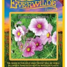 Limited Edition 500 Daydream Cosmos Wildflower Seeds Limited Edition 500 Daydream Cosmos Wildflower Seeds