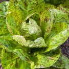 New Arrival 1/4 Lb Freckles Romaine Lettuce Seeds New Arrival 1/4 Lb Freckles Romaine Lettuce Seeds