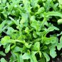Limited Edition 1/4 Lb Oakleaf Leaf Lettuce Seeds