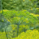 Best-Selling 1/4 Lb Mammoth Long Island Dill Herb Seeds Best-Selling 1/4 Lb Mammoth Long Island Dill Herb Seeds