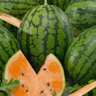 New Arrival 1/4 Lb Tendersweet Orange Watermelon Seeds New Arrival 1/4 Lb Tendersweet Orange Watermelon Seeds