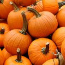 New Arrival 1/4 Lb Small Sugar Pumpkin Seeds