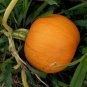 New Arrival 1/4 Lb Small Sugar Pumpkin Seeds