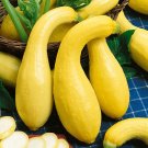 Exclusive 1/4 Lb Early Summer Crookneck Summer Squash Seeds Exclusive 1/4 Lb Early Summer Crookneck Summer Squash Seeds