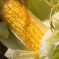 New Arrival 1/4 Lb Golden Bantam Corn Seeds