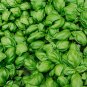 Limited Edition 2000 Italian Large Leaf Basil Herb Seeds