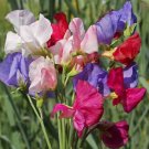Top-Quality 1/4 Lb Mammoth Mixed Sweet Pea Wildflower Seeds