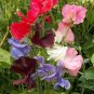 Exclusive 50 Early Multiflora Mixed Sweet Pea Wildflower Seeds