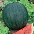 New Arrival 1/4 Lb Sugar Baby Watermelon Seeds New Arrival 1/4 Lb Sugar Baby Watermelon Seeds
