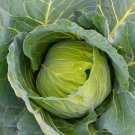 Top-Quality 1/4 Lb Golden Acre Cabbage Seeds Top-Quality 1/4 Lb Golden Acre Cabbage Seeds