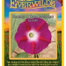 New Arrival 50 Scarlet O Hara Morning Glory Wildflower Seeds New Arrival 50 Scarlet O Hara Morning Glory Wildflower Seeds