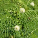 Best-Selling 1/4 Lb Illinois Bundleflower Wildflower Seeds