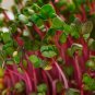 Premium 500 Red Arrow Sprouting Radish Seeds