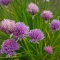 Top-Quality 1 Oz Chives Herb Seeds
