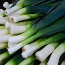 New Arrival 1/4 Lb American Flag Leek Seeds