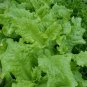 New Arrival 1 Oz Black Seeded Simpson Leaf Lettuce Seeds