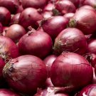 Exclusive 1/4 Lb Red Burgundy Onion Seeds Exclusive 1/4 Lb Red Burgundy Onion Seeds