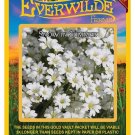 Top-Quality 1 Oz Snow in Summer Wildflower Seeds Top-Quality 1 Oz Snow in Summer Wildflower Seeds