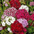 Limited Edition 1/4 Lb Sweet William Wildflower Seeds Limited Edition 1/4 Lb Sweet William Wildflower Seeds