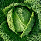 Best-Selling 1/4 Lb Savoy Cabbage Seeds Best-Selling 1/4 Lb Savoy Cabbage Seeds