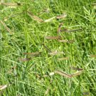 Best-Selling 1 Lb Blue Grama Native Grass Seeds Best-Selling 1 Lb Blue Grama Native Grass Seeds