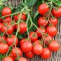 Limited Edition 100 Small Red Cherry Heirloom Tomato Seeds