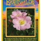 Top-Quality 30 Pasture Rose Wildflower Seeds
