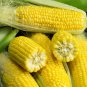 Premium 1 Lb Golden Bantam Corn Seeds