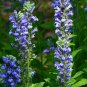 Top-Quality 2000 Great Blue Lobelia Wildflower Seeds
