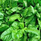 Premium 1/4 Lb Viroflay Spinach Seeds Premium 1/4 Lb Viroflay Spinach Seeds