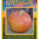 Top-Quality 1 Oz Big Max Pumpkin Seeds Top-Quality 1 Oz Big Max Pumpkin Seeds