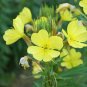 Premium 2000 Common Evening Primrose Wildflower Seeds