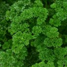 New Arrival 1/4 Lb Triple Curled Parsley Seeds New Arrival 1/4 Lb Triple Curled Parsley Seeds