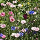 Top-Quality 1 Lb Tall Mixed Bachelor Button Cornflower Wildflower Seeds