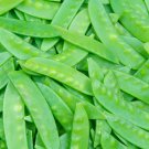 Premium 1/4 Lb Mammoth Melting Sugar Pod Pea Seeds Premium 1/4 Lb Mammoth Melting Sugar Pod Pea Seeds