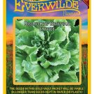 Premium 2000 Broadleaf Batavian Endive Seeds Premium 2000 Broadleaf Batavian Endive Seeds