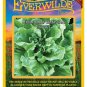 Premium 2000 Broadleaf Batavian Endive Seeds