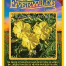 Limited Edition 50 Yellow Four O'Clock Wildflower Seeds Limited Edition 50 Yellow Four O'Clock Wildflower Seeds