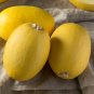 Limited Edition 1/4 Lb Vegetable Spaghetti Winter Squash Seeds